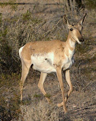 Sonoran pronghorn